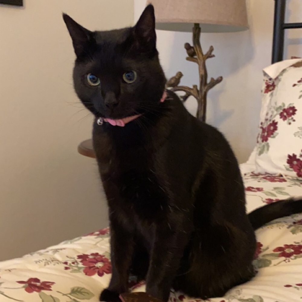 Meet your Posher, Lexie